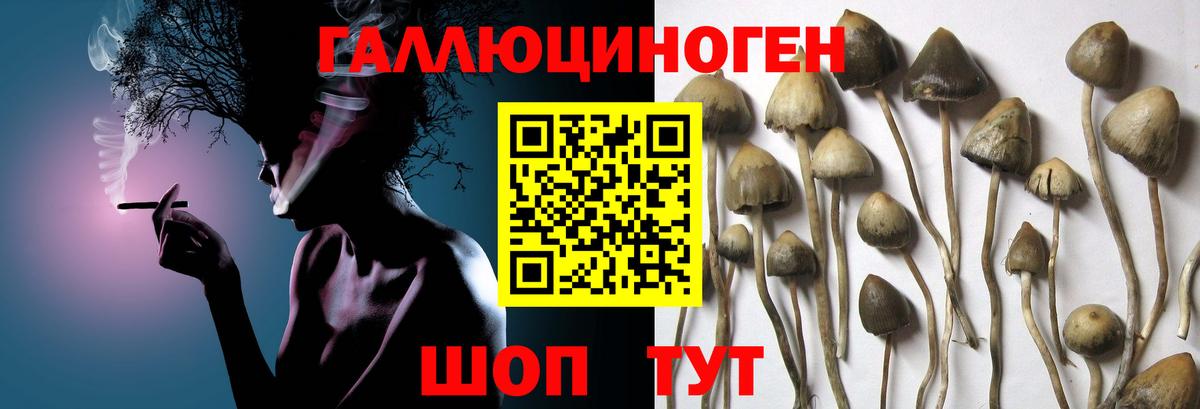 Галлюциногенные грибы Psilocybine cubensis  Вход с VPN  Рассказово 